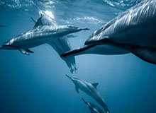 被遗忘的专精——《地心之战》第三赛季史诗难度 Manaforge Omega 第19周 DPS 排行榜